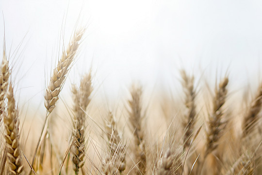 Agrargenossenschaften