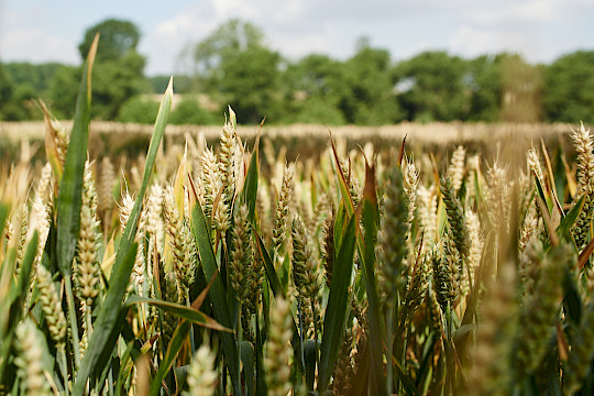 Agrargenossenschaften
