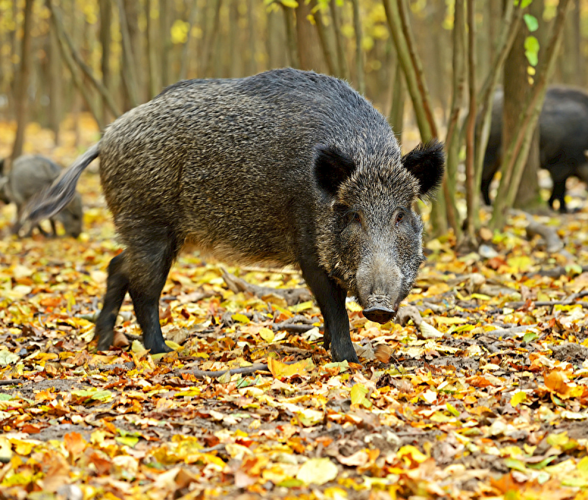 panthermedia_wildschwein.jpg
