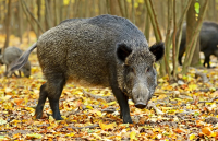 panthermedia_wildschwein.png
