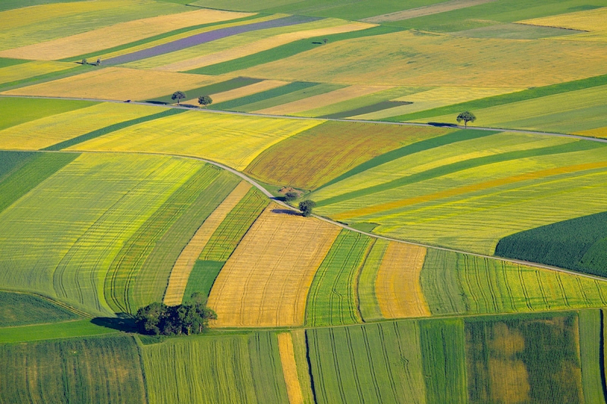 feld.jpg