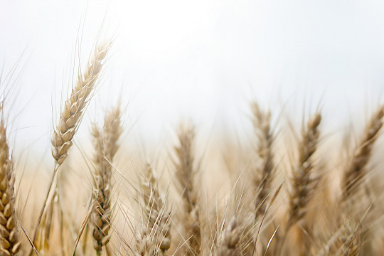 Weiterlesen: News: Agrargenossenschaften