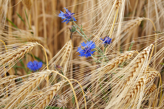 Newsletter Ausgabe 06/2025