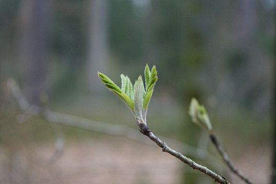 Newsletter: Ländliche Genossenschaften Ausgabe 01/26