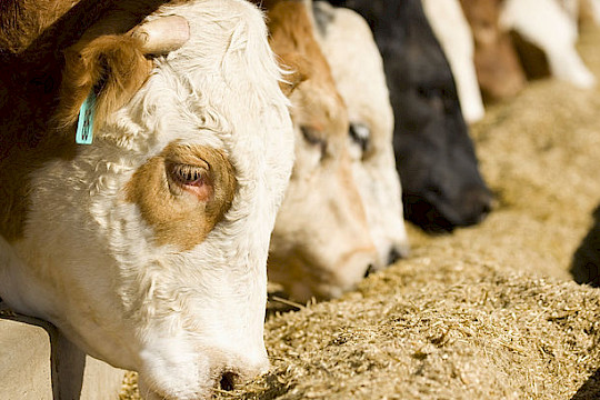 Neue BMF‑Regeln zur steuerlichen Tierbewertung: Das müssen Betriebe jetzt wissen