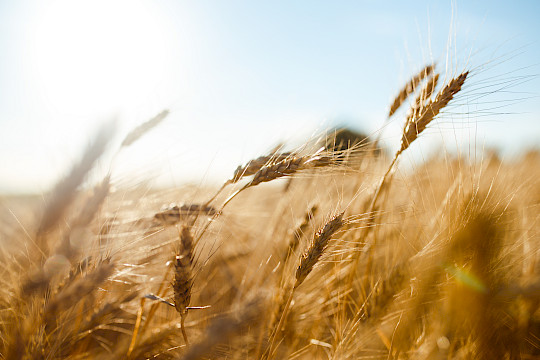Fachrat Agrargenossenschaften diskutierte in Bad Belzig