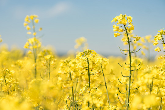 Fachrat der Landwirtschaftlichen Waren- und Dienstleistungsgenossenschaften